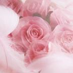 Vartotojas vaidutea52