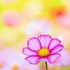 Vartotojas austetomas