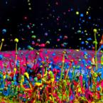 Vartotojas Petaurista