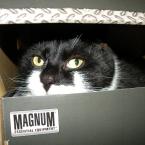 Vartotojas KatinasBu