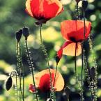 Vartotojas Hydrangea