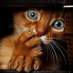 Vartotojas ryto_gaiva