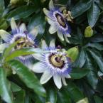 Vartotojas petra cool