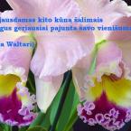 Vartotojas Dziuljeta