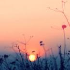 Vartotojas tautosviltis