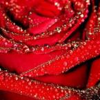 Vartotojas gitana dauksiene