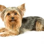 Vartotojas fruitmuit