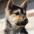 Vartotojas Kedainius