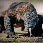 Vartotojas Lakunas1990