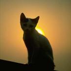 Vartotojas Brashkute