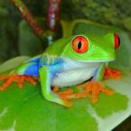 Vartotojas žaliukė