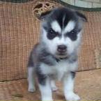 Vartotojas Get rich or die to trying