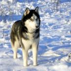 Vartotojas Edelmeister