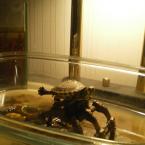 Vartotojas 1martynas1