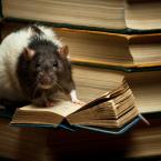 Vartotojas darius_knygius