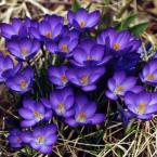 Vartotojas Rudake keretoja