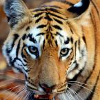 Vartotojas Perfectionist