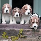 Vartotojas JurgaSidlauskaite