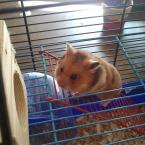 Vartotojas GreenZebra