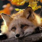 Vartotojas Lapesnape