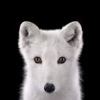 Vartotojas ciobrelis