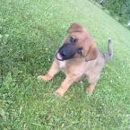 Vartotojas grazusvardas