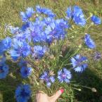 Vartotojas Rugiagėlė