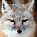 Vartotojas remigijus balandis