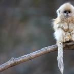 Vartotojas manoknygos