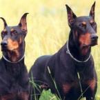 Vartotojas AleksandraMilas