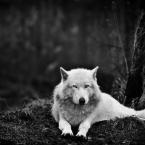 Vartotojas tomikas87