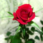 Vartotojas Rima Cesnauskiene