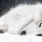 Vartotojas Valentinas