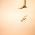 Vartotojas furchmacheris