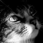 Vartotojas gretozhka