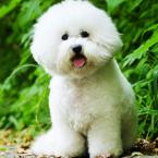 Vartotojas Skorpionas