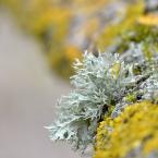 Vartotojas Stasė Zemgulienė