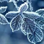 Vartotojas Žygimantė